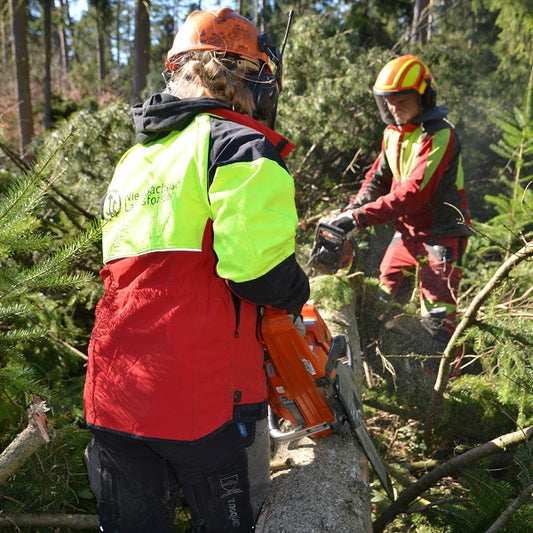 Forstwirtin entastet mit Motorsäge eine Fichte